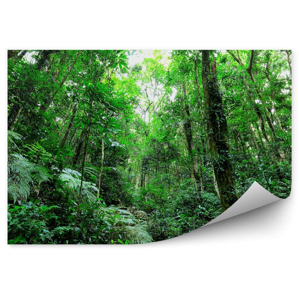 Fototapeta Džungľový les paprade kríky