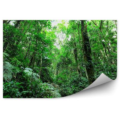 Fototapeta Džungľový les paprade kríky