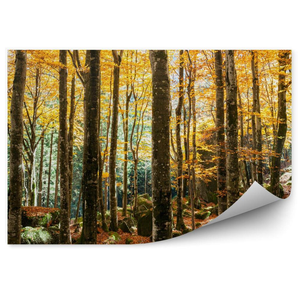 Fototapeta Bukový les na jeseň