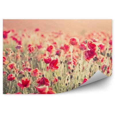 Fototapeta Pole Makových Kvetov Rastlina