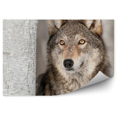 Fototapeta Vlk sivý lesný sneh