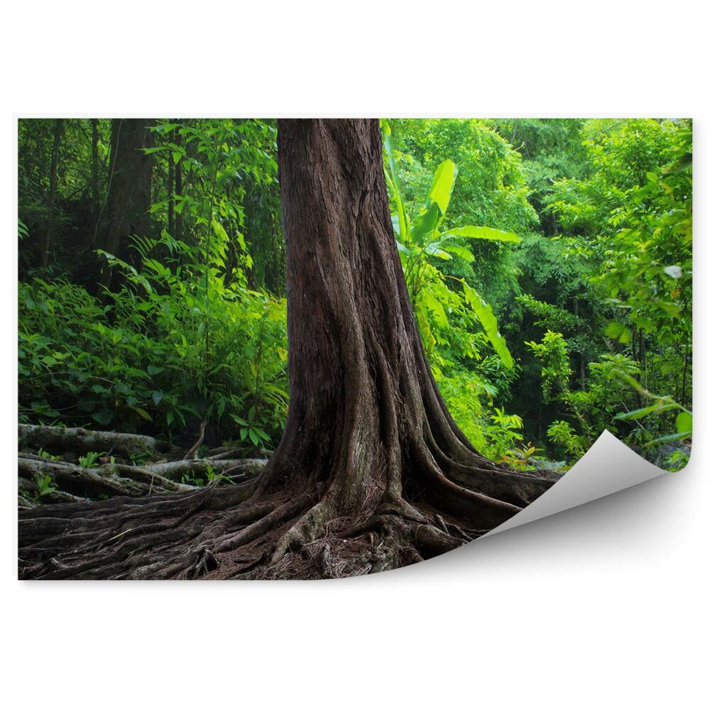 Fototapeta Staré korene stromov vegetácia príroda