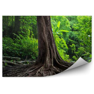 Fototapeta Staré korene stromov vegetácia príroda