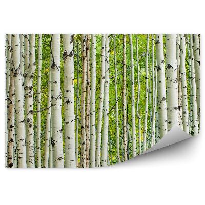 Fototapeta Hustý listnatý les biele brezy kôra topole