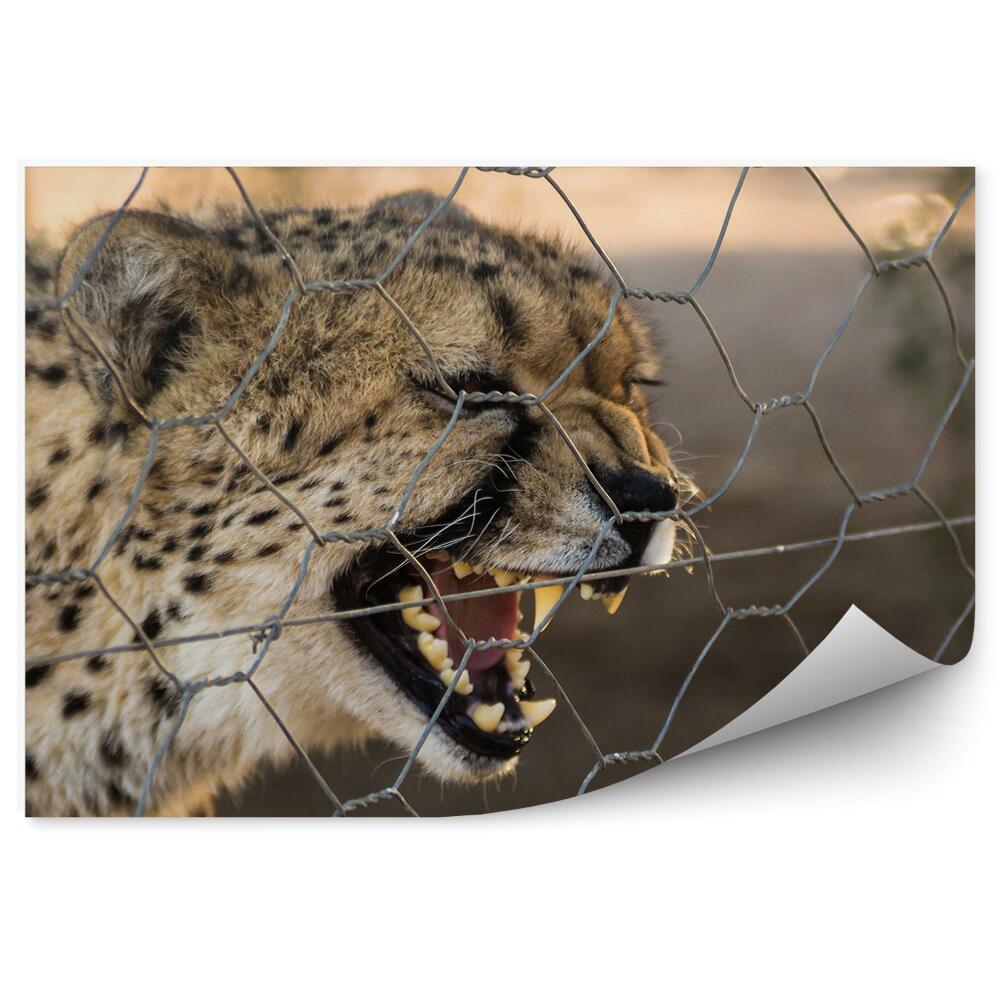 Fototapeta na stenu Gepard za plotom