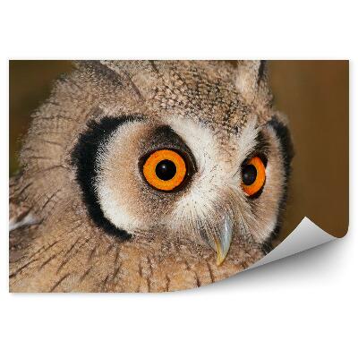 Fototapeta Sova dlhochvostá