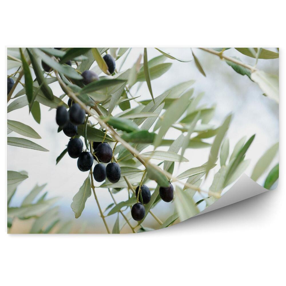 Fototapeta na stenu Olivová ratolesť