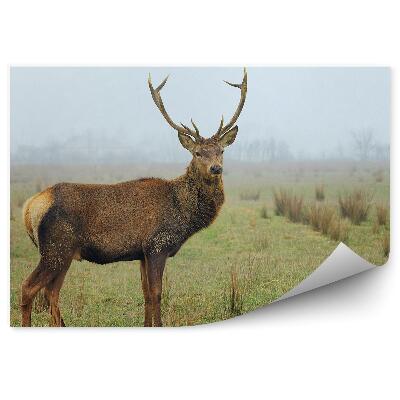 Fototapeta Srnky na lúke v hmlistom ráne