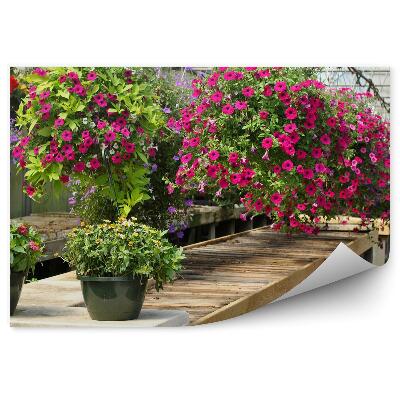 Fototapeta na stenu Zavesené kvety farebné petúnie v kvetináčoch