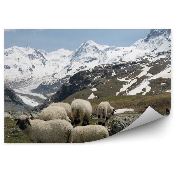 Fototapeta Ovčie hory monte rosa alpy sneh zima mraky obloha