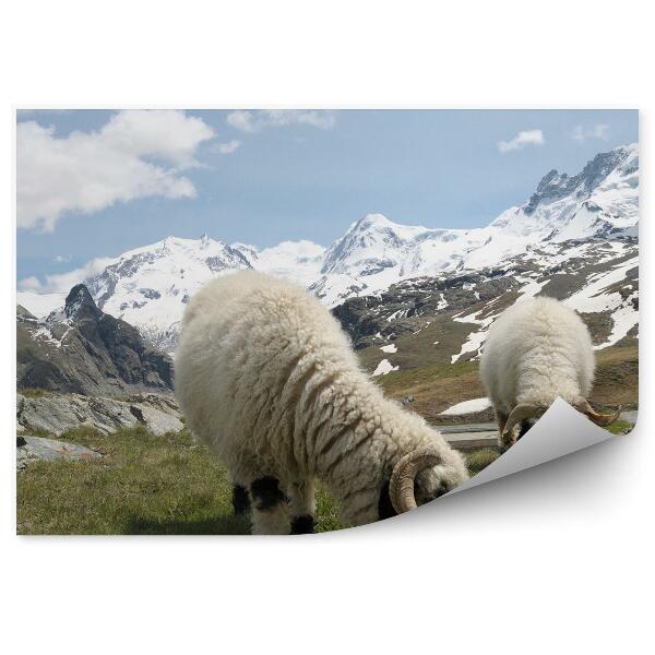 Fototapeta na stenu Ovčie hory monte rosa alpy sneh zimné mraky obloha tráva