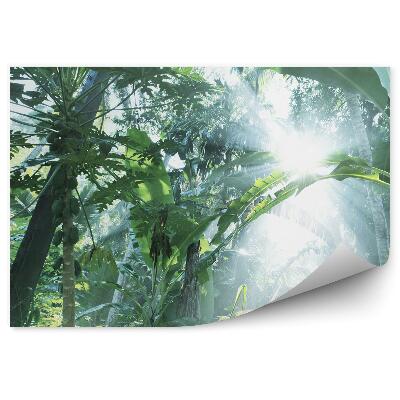 Fototapeta na stenu Palmové listy vysoké stromy svetlo žiara