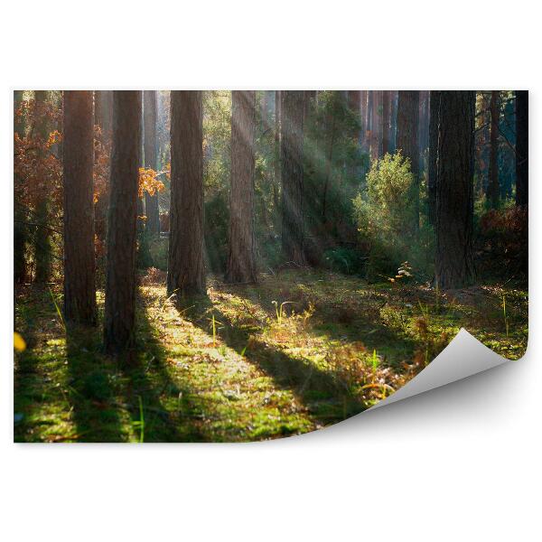 Fototapeta Jesenná lesná hmla