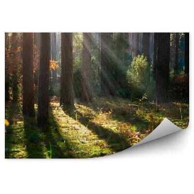 Fototapeta Jesenná lesná hmla