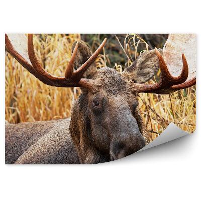 Fototapeta na stenu Samec losa medzi trávami