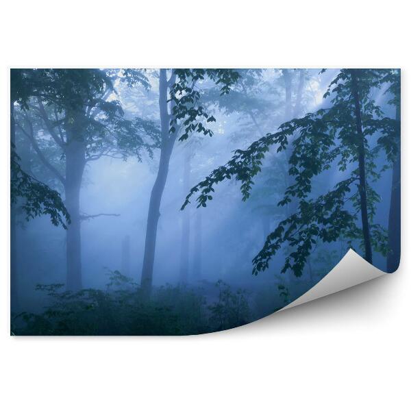 Fototapeta na stenu Hmla tmavý les noc rastliny