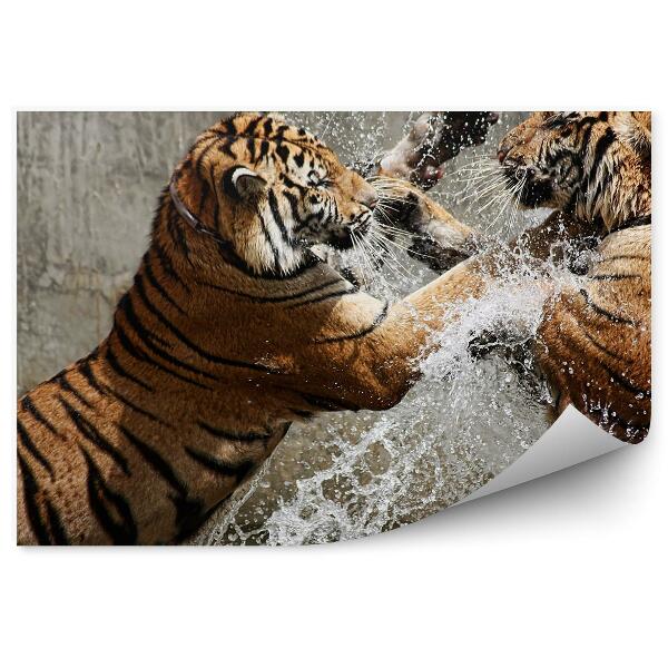 Fototapeta na stenu Bojujúce tigre vo vode