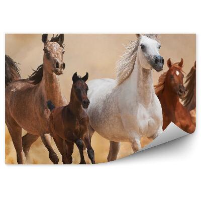 Fototapeta na stenu Stádo bežiacich koní piesok prach dym