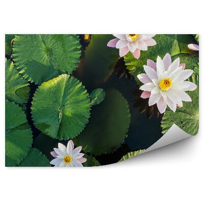 Fototapeta Letecký Pohľad Na Rybník A Lotosový Kvet