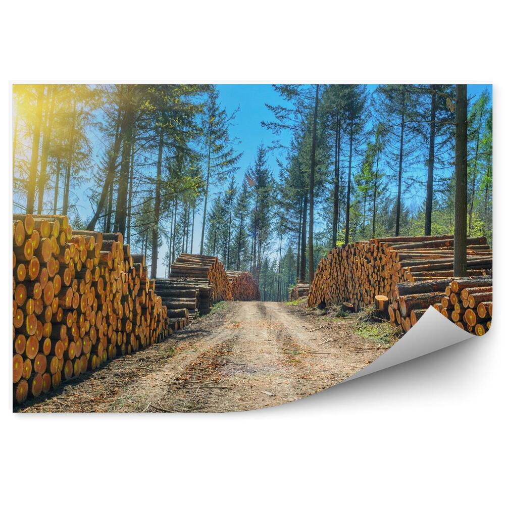 Fototapeta Stoh Klád Stromov Lesná Cesta Cesta