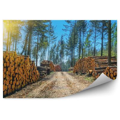 Fototapeta Stoh Klád Stromov Lesná Cesta Cesta