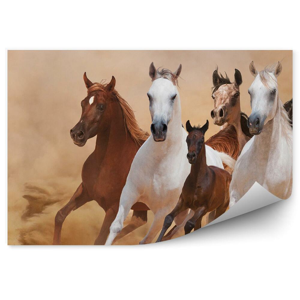 Fototapeta na stenu Bežiace stádo koní žrebec piesok dym prach