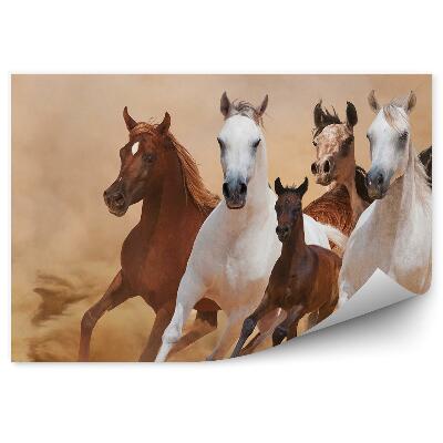 Fototapeta na stenu Bežiace stádo koní žrebec piesok dym prach