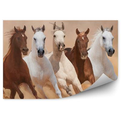 Fototapeta Bežiace stádo koní piesok prach dym