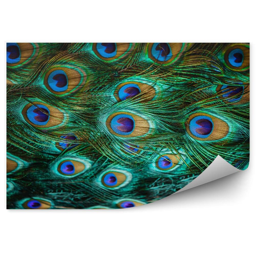 Fototapeta na stenu Farebné pávie perá