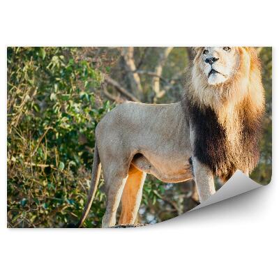 Fototapeta Samec leva v džungli