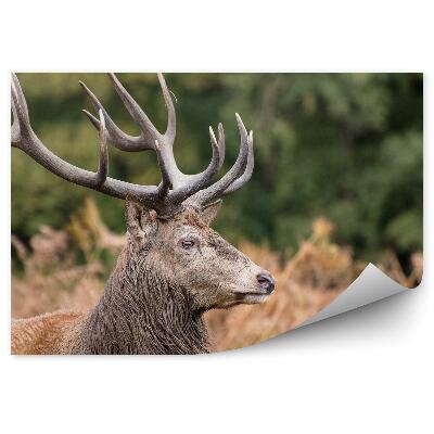 Fototapeta na stenu Jeleň medzi papradím