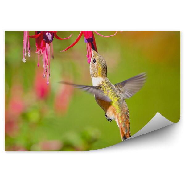 Fototapeta Červená Fuchsia Zelené Pozadie Kolibrík Kvety