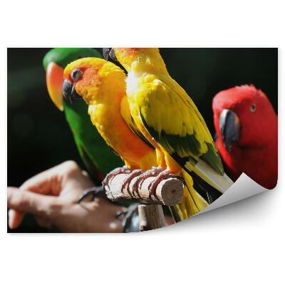 Fototapeta na stenu Farebné malé papagáje