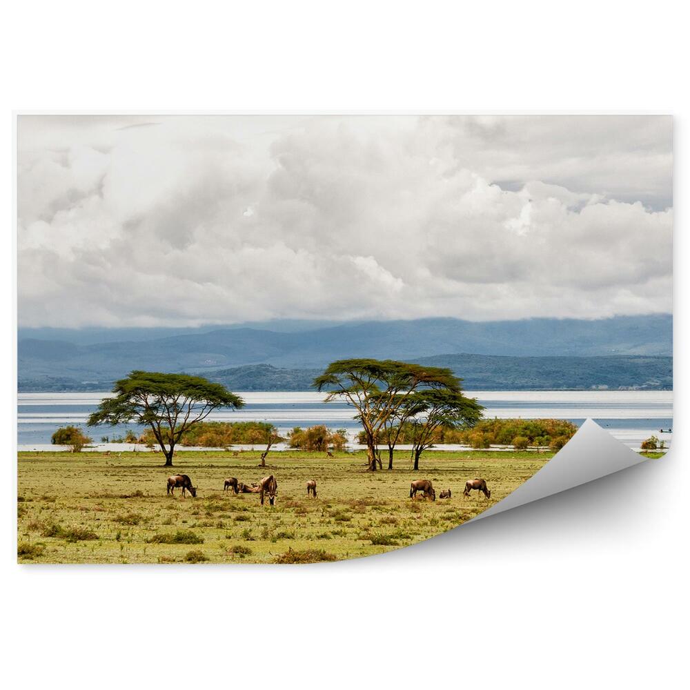 Fototapeta Bizóny Stromy Tráva Jazero Naivasha Hory Obloha Mraky