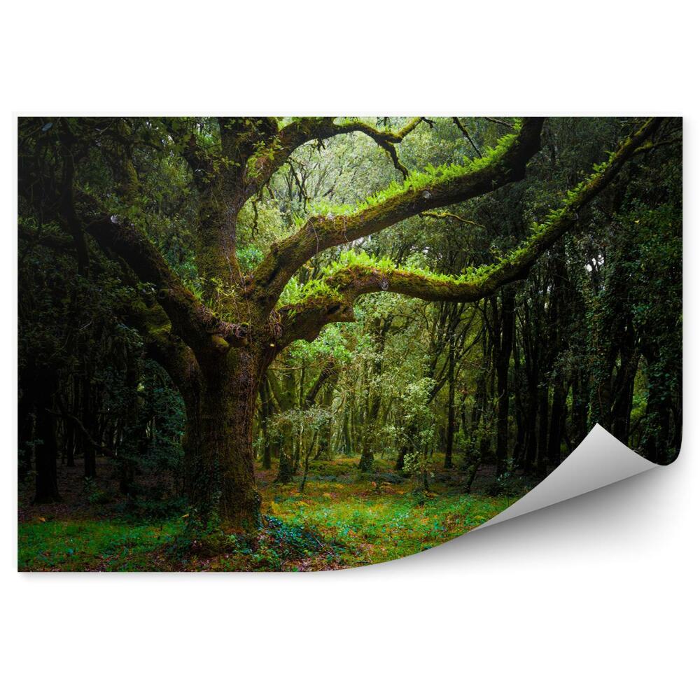 Fototapeta na stenu Krásny zelený les