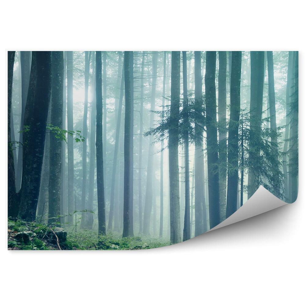 Fototapeta na stenu Lesná krajina hmla zelená tráva