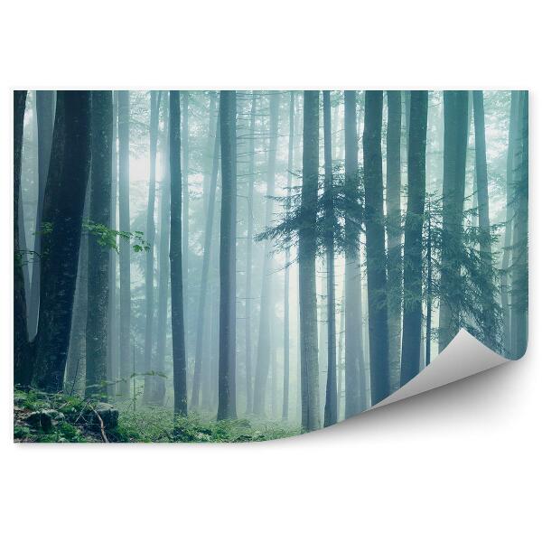 Fototapeta na stenu Lesná krajina hmla zelená tráva