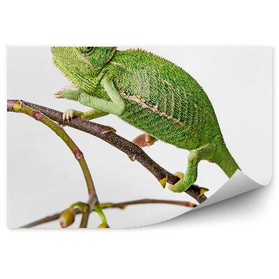 Fototapeta Chameleón zvieracia vetva zelená