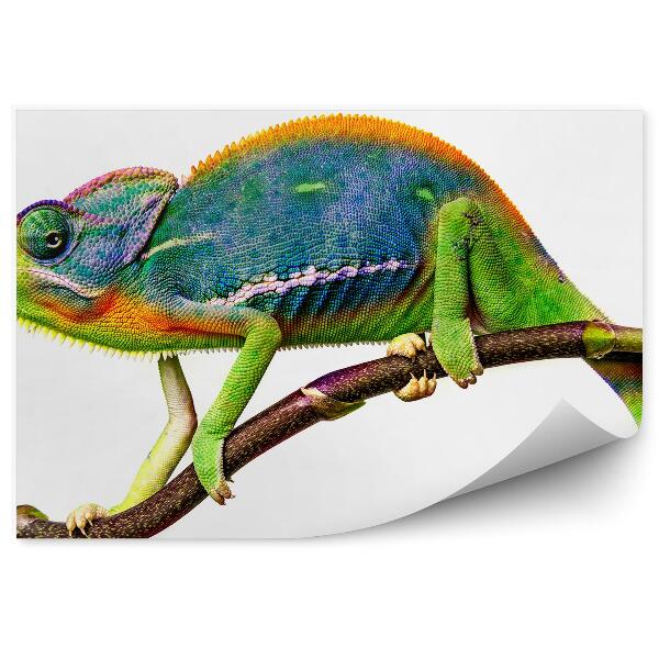 Fototapeta Farebný chameleón na vetvičke
