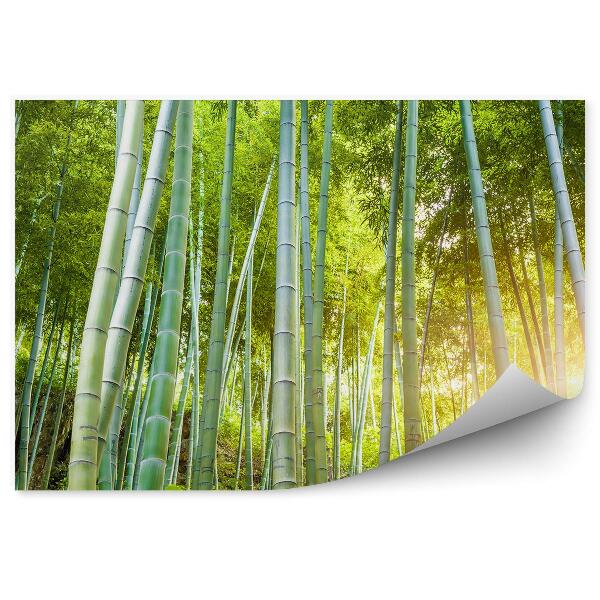 Fototapeta na stenu Zelené lesné kríky slnko bambus