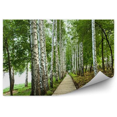 Fototapeta na stenu Brezová lesná tráva cestná alej