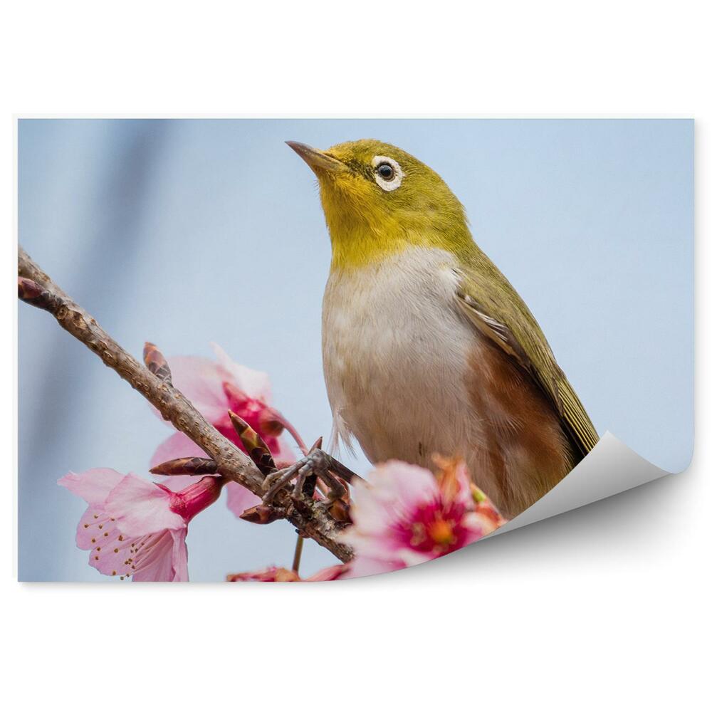 Fototapeta Ružový Kvet Vetva Vták Modrá Obloha