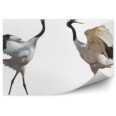 Fototapeta na stenu Pár tancujúcich žeriavov na bielom pozadí