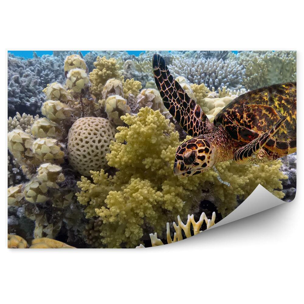 Fototapeta Koralový Útes Obloha Oceán Korytnačka