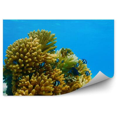 Fototapeta Ryby Modrá Voda Koralový Útes