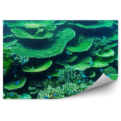 Fototapeta na stenu Koralový Útes Maledivy Zelené Ryby