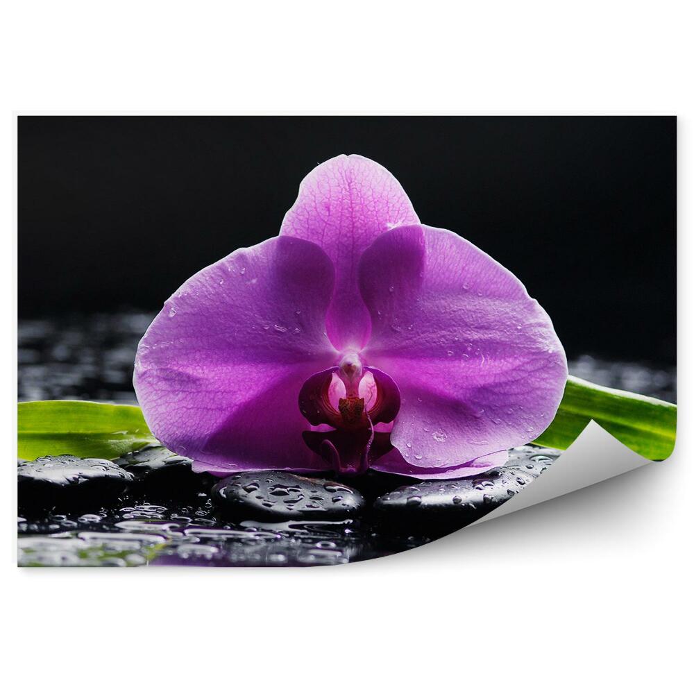 Fototapeta Ružová Orchidea Kamene Voda