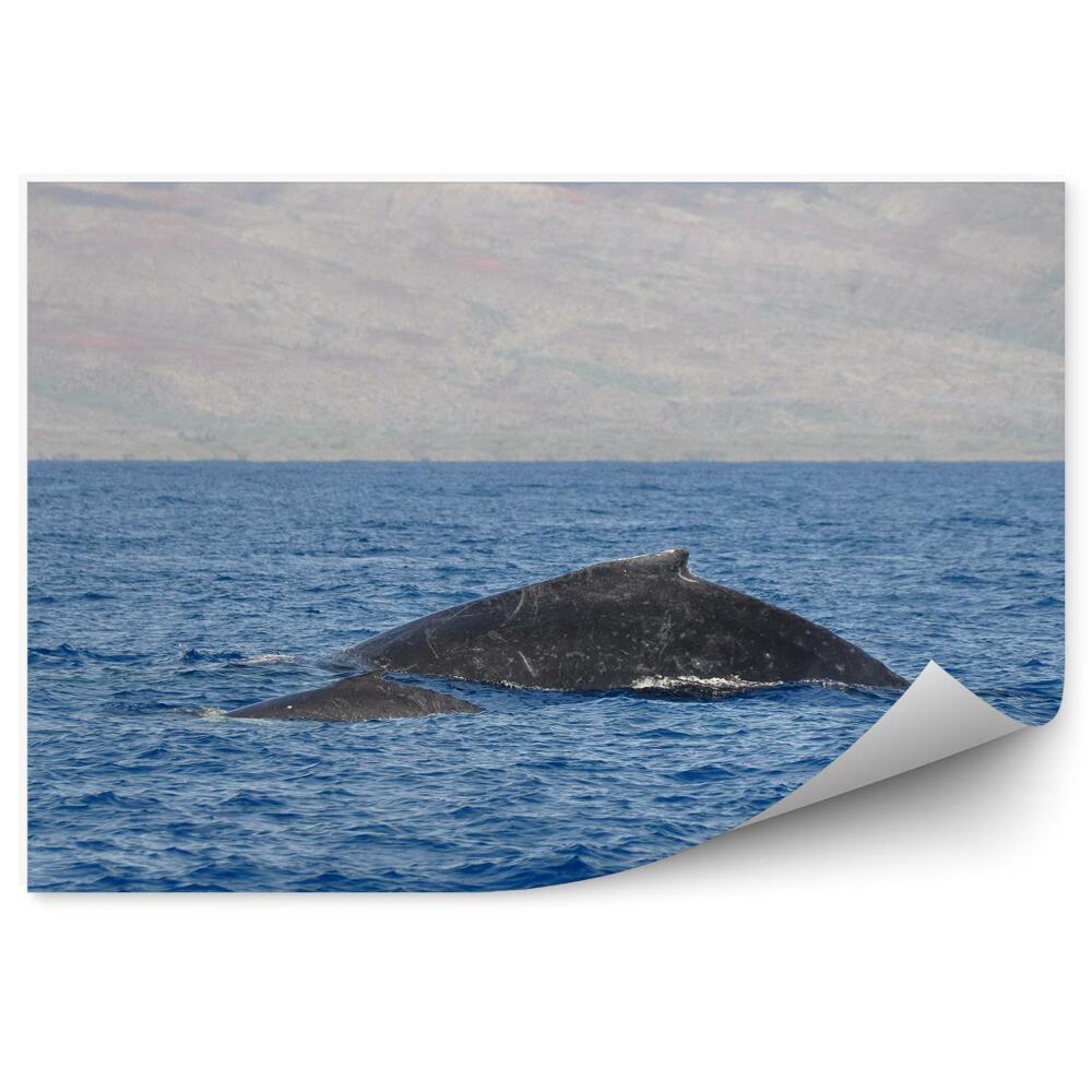 Fototapeta na stenu Veľryby hrbaté oceán havaj