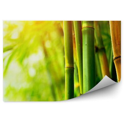 Fototapeta Bambus zblízka zelená hnedá žiara