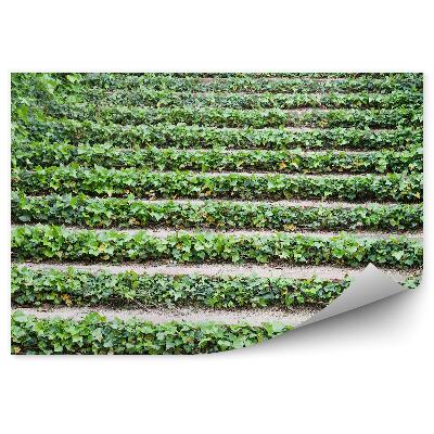 Fototapeta na stenu Schodisko Brečtan